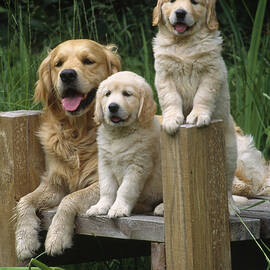 Golden Retriever Dog With Puppies by John Daniels