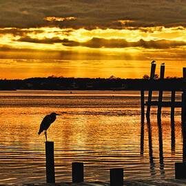 Golden Silhouettes by Kelley Freel-Ebner