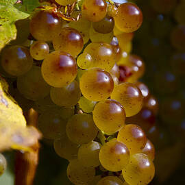 Golden Wine Grapes