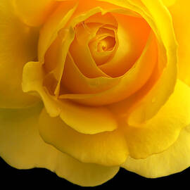 Golden Yellow Rose and Black by Jennie Marie Schell