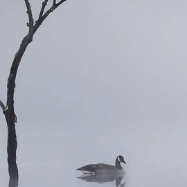 Goose Of The Fog by Bill Wakeley
