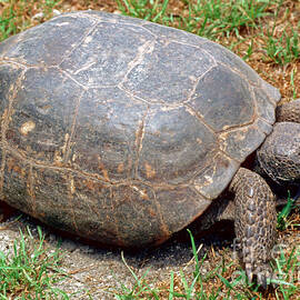 Gopher Tortoise by Millard H. Sharp