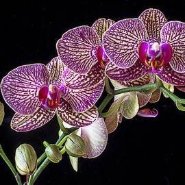 Gorgeous Orchids by Garry Gay