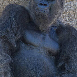 Gorilla  Portrait by Garry Gay
