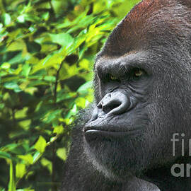Rah-Dee-Lowland Gorilla-9774 by Gary Gingrich Galleries