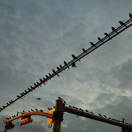 Grackles Lined Up On Utility Lines by Arthur Meyerson