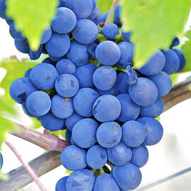 Grape Cluster in Tuscany by David Letts