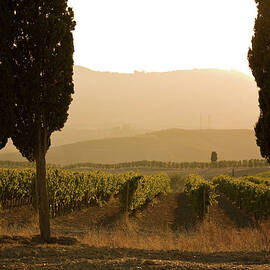 Grapevines And Cypress Trees, Tuscany by Walter Zerla