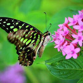 Graphium Agamemnon Butterfly In Flight by Lasting Image By Pedro Lastra