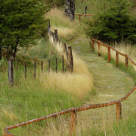 Grass Lined Pathway, Los Glaciares by Adam Jones