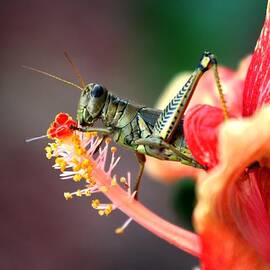 Grasshopper Feasting