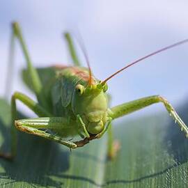 Grasshopper by Tilen Hrovatic