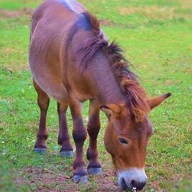 Grazing Donkey