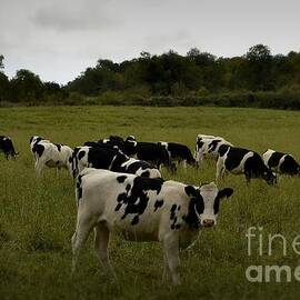 Holsteins in the Green 