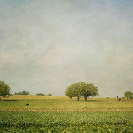Grazing by Kim Hojnacki