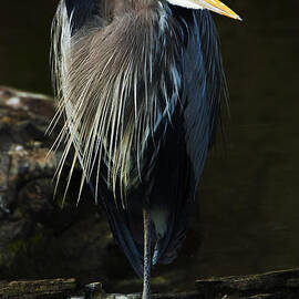 Great Blue Heron 1 by Bob Christopher