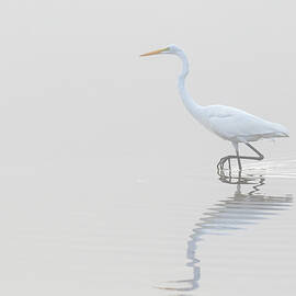 Great Egret Ardea Alba In Wetland by Animal Images