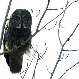 Great Grey Owl On The Lookout by Bob Christopher