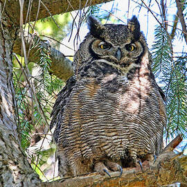 Great Horned Owl Mother