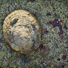 Great Owl Limpet by Kelley King