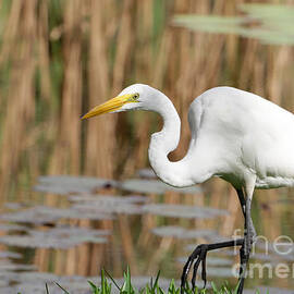 Great White Egret by the River