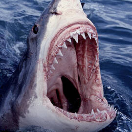 Great White Shark lunging out of the ocean with mouth open showing teeth by Brandon Cole