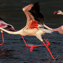 Greater And Lesser Flamingos Running by Manoj Shah