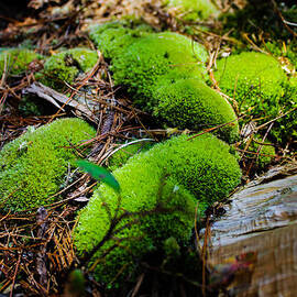 Green Moss by Julien Boutin