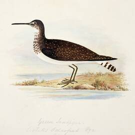 Green Sandpiper by Science Photo Library