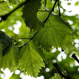 Green Summer Rain with Grape Leaves by Georgia Mizuleva