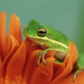 Green Tree Frog On Flower In Garden by Jaynes Gallery