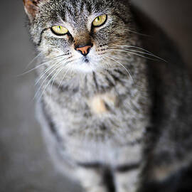 Grey cat portrait 2 by Elena Elisseeva