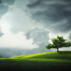 Grey clouds over field with tree by Bess Hamiti