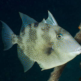 Grey Triggerfish Balistes Capriscus by Andrew J. Martinez