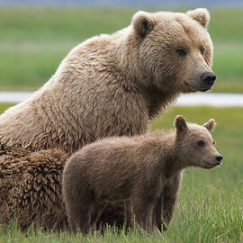 Grizzly Bear with Yearling Cub by Matthias Breiter