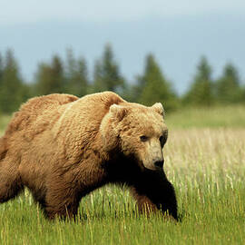 Grizzly On Sedge Grass Plain by Image By David G Hemmings