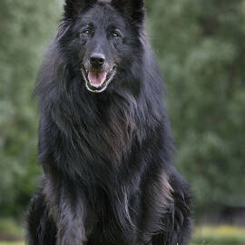 Groenendael Dog by Johan De Meester