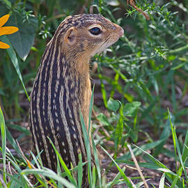 Ground Squirrel at Horicon Marsh by Natural Focal Point Photography