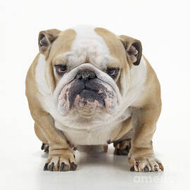 Grumpy Bulldog by John Daniels