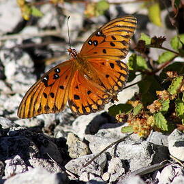 Gulf Fritillary Butterfly - Agraulis vanillae by Christiane Schulze Art And Photography