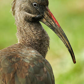 Hadada Ibis, Samburu National Game by Adam Jones