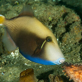 Halfmoon Triggerfish by Andrew J. Martinez