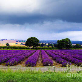 Hampshire Lavender Field