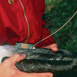 Hands Hold Albatross With Tracking Device On Back by Science Photo Library