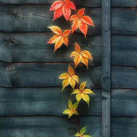 Hanging colours by Shirley Mitchell