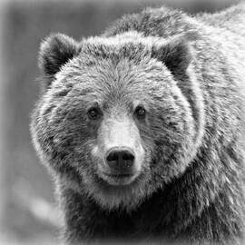 Happy Bear by Stephen Stookey