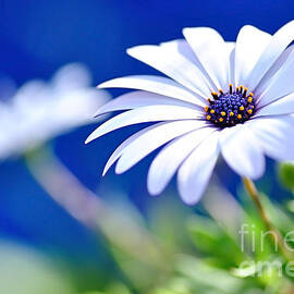 Happy White Daisy 2- Blue Bokeh  by Kaye Menner