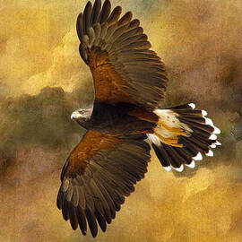 Harris Hawk in Flight by Barbara Manis