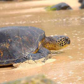 Hawaiian Green Sea Turtle 2 by Brian Harig