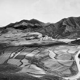 Hawaiian Pineapple Plantation by Underwood Archives